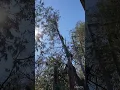 TREE COMPILATION