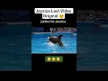 Download Lagu Last Terrifying video Jessica orca attack #jessica #dolphin #attack #short #live #news  #JessicaOrca