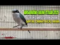 Download Lagu HARGA BURUNG JINJING PETULAK 2025 !!! BURUNG MASTERAN ENAK BANYAK DIMINATI PARA KICAU MANIA