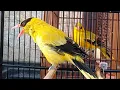 Download Lagu MASTERAN SUARA KEPODANG EMAS \u0026 KEPODANG BALI GACOR, PANCINGAN UNTUK BURUNG PODANG MACET BUNYI