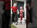 Download Lagu From warm days to sudden misfortune, then more troubles...💔🐾#kitten #story #shortsfeed