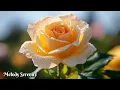 Download Lagu Beautiful music🌺Beautiful flowers🌿Beautiful melodies that give you goosebumps, Sergey Grischuk #2