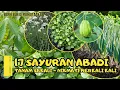 Download Lagu 17 Sayuran Abadi | Tanam Sekali dan Nikmati Berkali-kali | Part 1