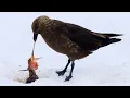 Download Lagu Penguin Chick Eaten by Skua | Penguin Post Office | BBC Earth