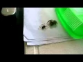 Hyllus feeding