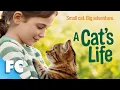 A Journey of Friendship Discovery A Cat s Life Full Adventure Movie