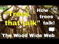 Lagu The WOOD WIDE WEB - how trees talk to each other! (Suzanne Simard) forest trees documentary