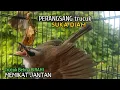 Trucuk Betina Memanggil Jantan Alam Liar Suara Ampuh untuk pikat trucukan Gacor CEPAT NYAMBAR