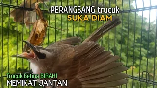 trucuk betina memanggil jantan alam liar suara ampuh untuk pikat trucukan gacor cepat nyambar