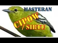 Download Lagu Jooss gandos..Masteran Sirtu | Cipow |#burungmania #burungkicau #sirtugacor  #sirtumania