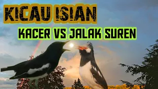 Download Burung kacer burung jalak suren Kicau burung masteran isian-Suara burung alam MP3