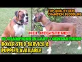 Boxer stud service available