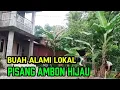 Download Lagu Pasca Tebang Pohon Pisang Ambon Hijau🌏@alamdarat007