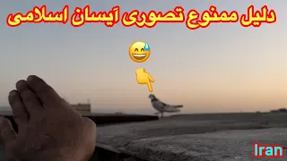 پرش ناوگان عظیم کبوتران   مرجان بدشانس ترین شیر جهان                 دندنها