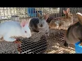 BREEDING TAMUK RABBITS Introduction to our rabbitry