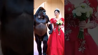 فتاة قررت تتزوج من غوريلا 