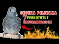 Download Lagu Segera pelihara 7 jenis ciri perkutut katuranggan ini