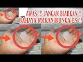 Download Lagu BAHAYA MAKAN BUNGA ES DAPAT MENIMBULKAN GANGGUAN KESEHATAN
