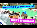 BIGGEST Dog Pool Party s for Dogs to Watch Reality TV for Dogs