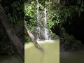 Download Lagu We Were Guided by an Indigenous Tribe Through the Jungle