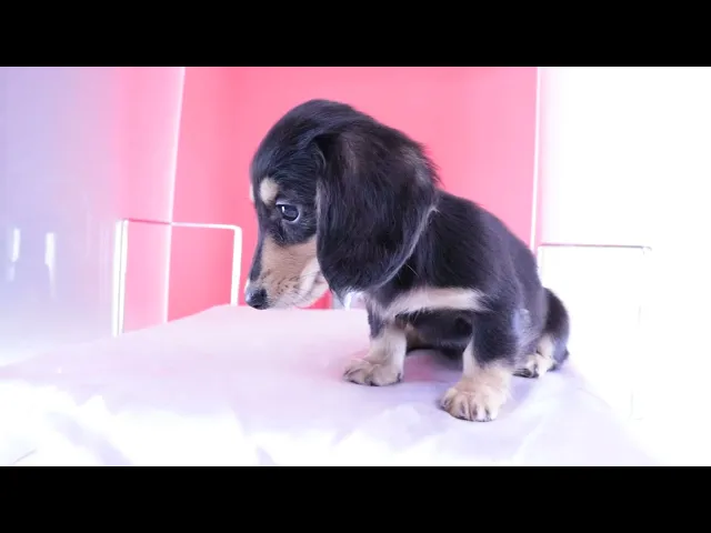 動画