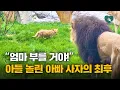 Download Lagu 아들 놀린 아빠 사자의 최후