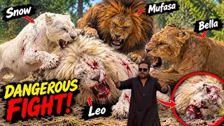 Larkay ko nokri say nikala tu saray lions kay lock khol diay😱sultan sab pr aggressive😳 (Mian saqib)