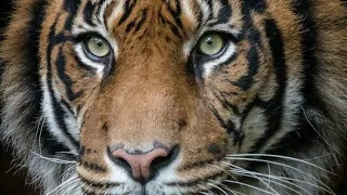 Tiger TRIBUTE Eye Of The Tiger 