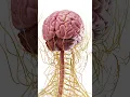 Download Lagu 🧠 The Brain in Detail: Exploded View Anatomy 🧠  #anatomy