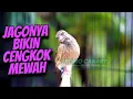 Download Lagu ANDALAN BIKIN CENGKOK JAWARA - MASTERAN BLACKTHROAT GACOR SUARA JERNIH PANJANG