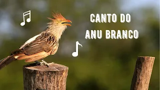 canto do anu branco rabo de palha guira cuckoo guira guira