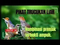 MP3 Pikat Trucukan Terancam Kombinasi Prenjak Stater.