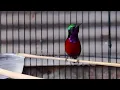 Download Lagu SUARA BURUNG KOLIBRI NINJA GACOR FULL ISIAN MEWAHH INI, COCOK BUAT PANCINGAN KONIN AGAR CEPAT EMOSI