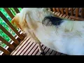 ciri-ciri kambing pe hamil tua | ilmu dasar peternak kambing pe pemula