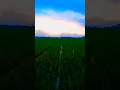 Download Lagu #funny #storywa #sound #anjay #backsound #nature #farming #plants #trendingshorts 🔥🔥🤣😝