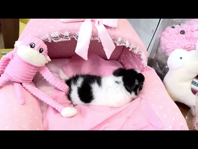 動画
