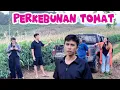 Download Lagu FAJAR NOVI DAN CREW FANO BLUSUKAN KE PERKEBUNAN TOMAT