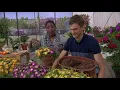 Roberta s 3-Piece Hardy Ice Plant Collection on QVC