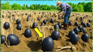 Farmer Finds Black Eggs, But When They Hatch He Starts Crying...