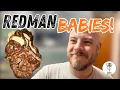 Papuan Carpet Python Eggs Hatch Clutch of the Season RedMan Project