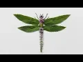 How to turn stuff from your yard into stunning insect sculptures