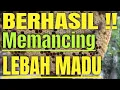 Lagu Cara Memancing Lebah Madu Liar Datang Agar Bersarang masuk ke kotak budidaya
