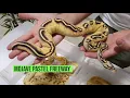 - Ball Python Freeways For Life