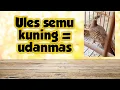 Download Lagu Ternyata gak Ruwet ciri Perkutut udanmas lokal alam