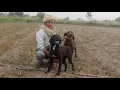 pointer dog Labrador pointer mix female Shikari dogs for sale
