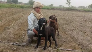 pointer dog Labrador pointer mix female Shikari dogs for sale