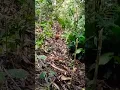 Download Lagu Suara merdu puyuh hutan di alam liar, puyuh tarun tarun #memikatburungpuyuhhutan