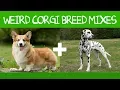 Top 16 Gorgeous Corgi Mixes That You Didn t Know Possible