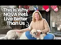 Top 6 Holiday Pet Shops Northern Virginia