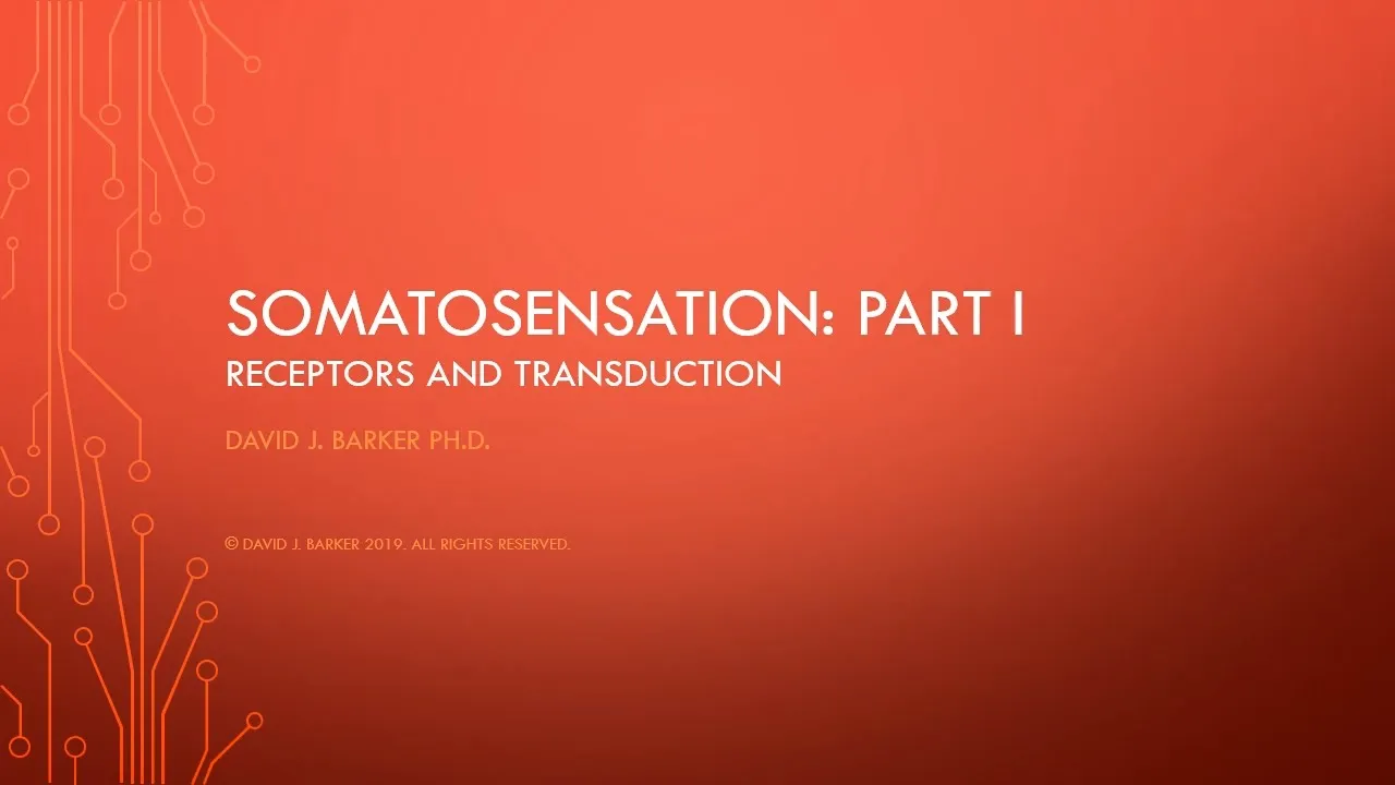 10--The neuroscience of Somatosensation